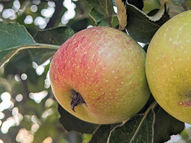 apples_800x600 apples_800x600
