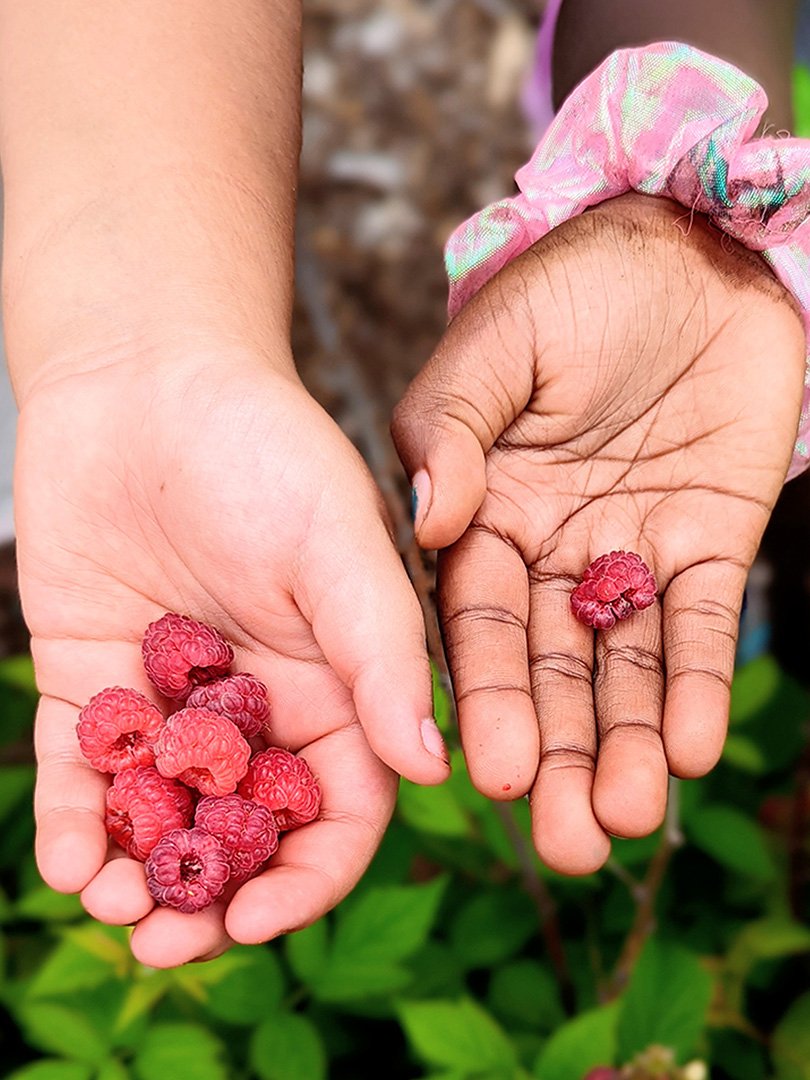 raspberry_hands raspberry_hands