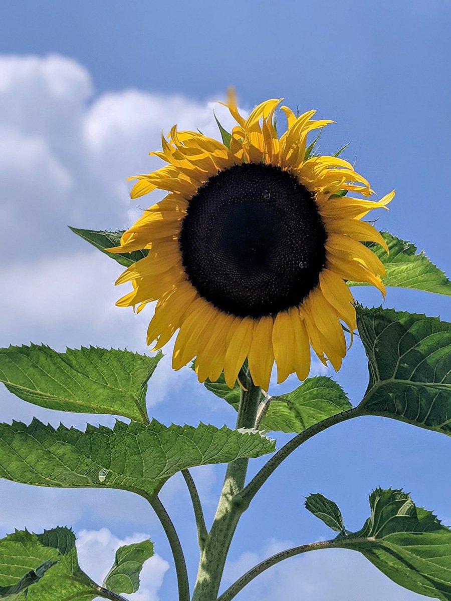 sunflower_900 sunflower_900